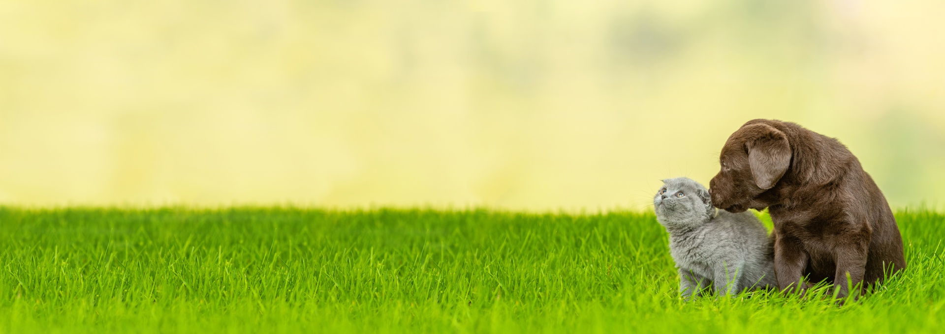 Spring Creek Animal Hospital