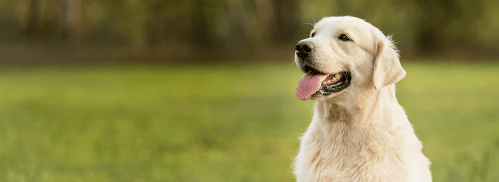 Spring Creek Animal Hospital
