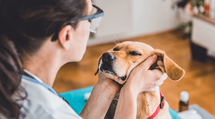An woman rubbing a dog's head after an annual wellness exam