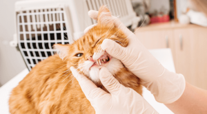 A cat having their teeth checked during a dental exam