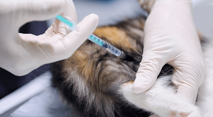 A cat laying down and receiving a pet vaccination in San Antonio, TX