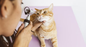 An orange cat sitting on a blanket having her eye examined by a veterinarian